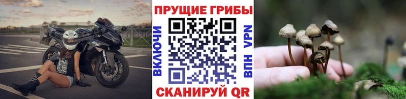 наркотики  Киренск  Галлюциногенные грибы прущие грибы 